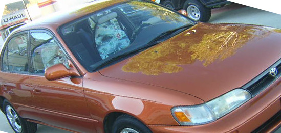 1993 Toyota Corolla featuring custom complete facotory paint job www.thecrashdoctor.com